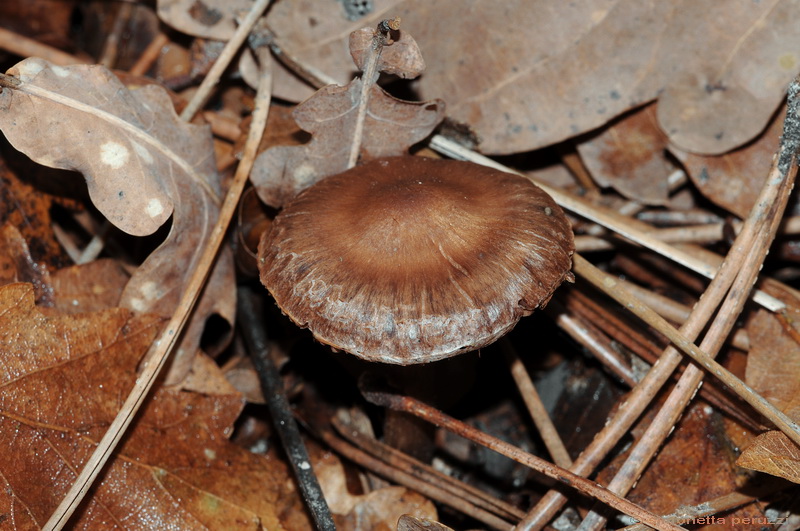 Un Cortinarius....